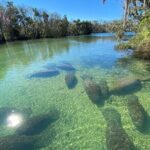 Crystal River Boat and Nature Tour - Practical Details and What You Need to Know