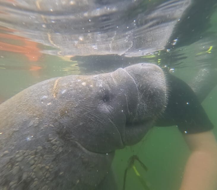 Crystal River: Guided Manatee Snorkeling Tour - The Practicalities