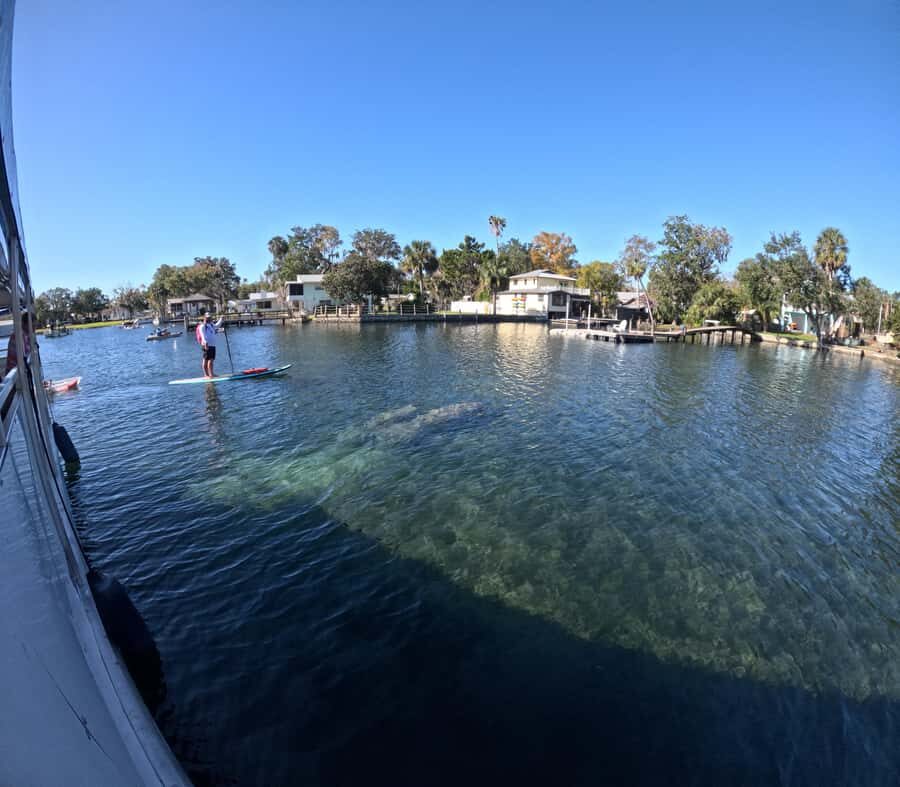 Crystal River: Kings Bay Manatee Watching Cruise - The Sum Up