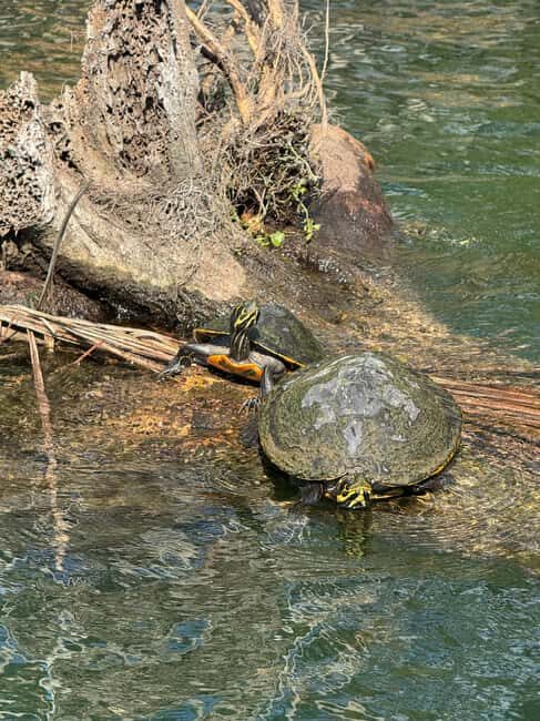 Crystal River: Manatee Season Tour w/ Free Photo Package - What To Expect from the Tour