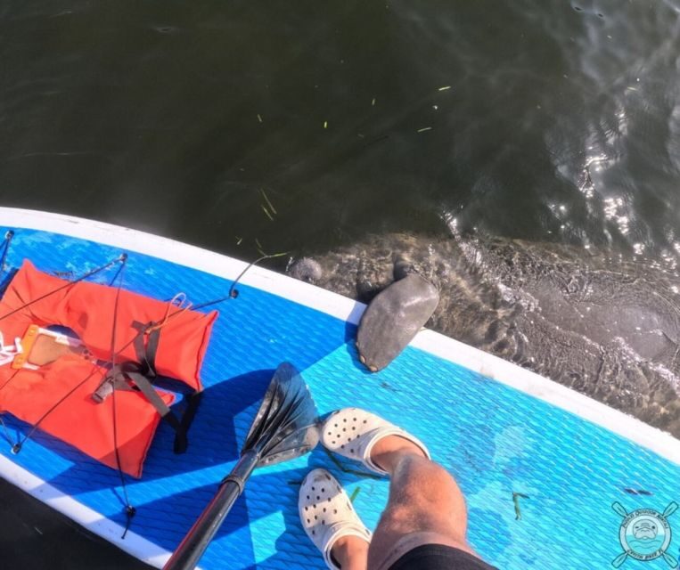 Crystal River: Paddle Board Rental - The Gear and Logistics