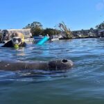 Crystal River: Swim with Manatees Private Tour Free Photos - Practical Details & Considerations
