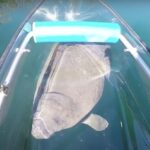 Crystal River: Three Sisters Springs Eco Tour by Clear Kayak - The Value of This Experience