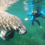 Crystal River: VIP Kayak and Swim with Manatees Tour - The Experience Itself