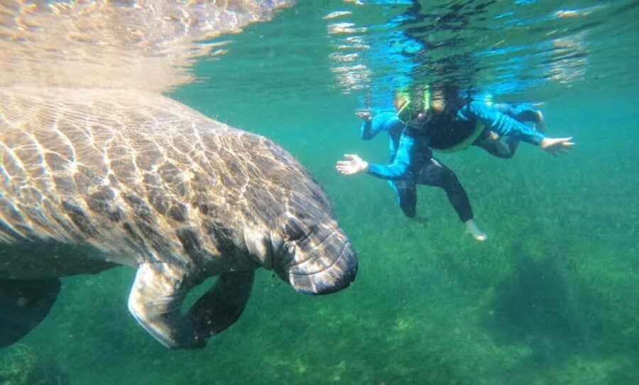 Crystal River: VIP Kayak and Swim with Manatees Tour - The Experience Itself