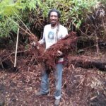 Cultivate Hapuu Ferns with Citrus Tea in the Hawaiian Rainforest - Who Is This Tour Best For?