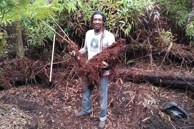 Cultivate Hapuu Ferns with Citrus Tea in the Hawaiian Rainforest - Who Is This Tour Best For?