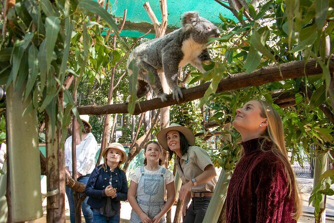 Currumbin Wildlife Sanctuary General Entry Ticket - The Day-to-Day Experience