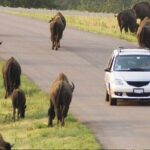 Custer State Park Wildlife Loop and Needles Highway Shared Tour - FAQ