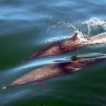 Custom 46' Boat in Puerto & Nuevo Vallarta - Human Touch: What Travelers Say