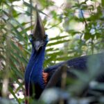 Daintree, Cape Tribulation & River Cruise from Port Douglas - Frequently Asked Questions