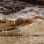 Daintree River 'Sunset' Cruise with the Daintree Boatman - Final Thoughts: Who Will Love This Experience?
