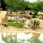 Dallas CityPASS® - The Bottom Line: Who Is It Best For?