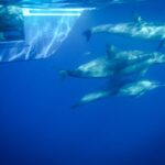 Dana Point Dolphin & Whale Watching With Underwater Viewing - An Honest Look at the Drawbacks