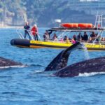 Dana Point Fast & Fun Zodiac-Style Dolphin & Whale Watching - The Practical Aspects: What You Need to Know