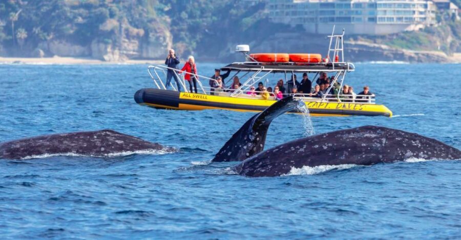 Dana Point Fast & Fun Zodiac-Style Dolphin & Whale Watching - The Practical Aspects: What You Need to Know
