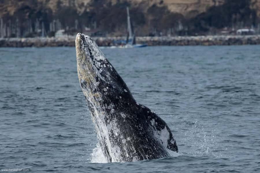 Dana Point: Whale and Dolphin Watching Tour - What the Reviews Say