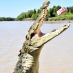 Darwin: Adelaide River Queen Original Jumping Crocodile Cruise - FAQ