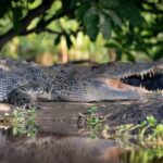 Darwin: Sunset Kakadu National Park with Yellow Water Cruise - Practical Details & Considerations