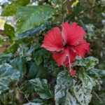 Darwin: Tropical Gardens, Outback Gourmet Meal & Sightseeing - Practical Details and What to Keep in Mind