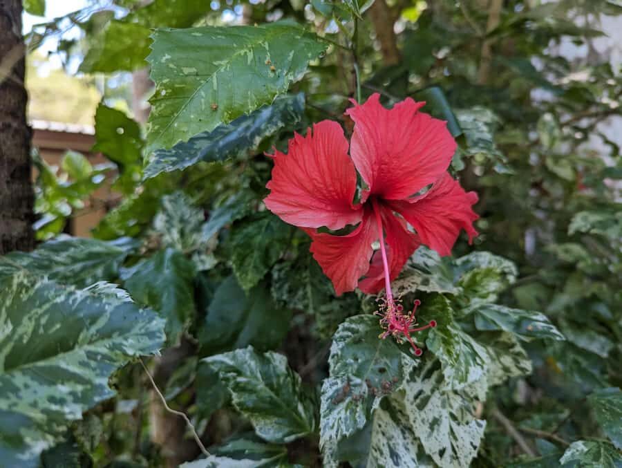 Darwin: Tropical Gardens, Outback Gourmet Meal & Sightseeing - Practical Details and What to Keep in Mind