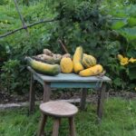 Day Tour Hobbiton + Rotorua from Auckland in Luxury Minibus - Who Is This Tour Best For?