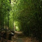 Day Tour to Paronella Park, Lake Barrine and Millaa Millaa Falls - Who Should Consider This Tour?