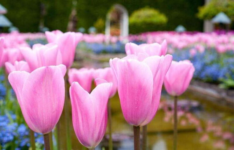 Day Trip from Vancouver to Victoria and Butchart Gardens - The Value of What You Get