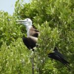 Day Trip to Isla Contoy - Who Is This Tour Best For?