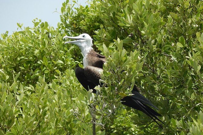 Day Trip to Isla Contoy - Who Is This Tour Best For?