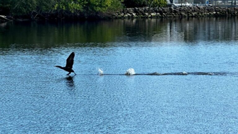 Daytona Beach: Coastal Discovery Cruise - Exploring the Intracoastal Waterway