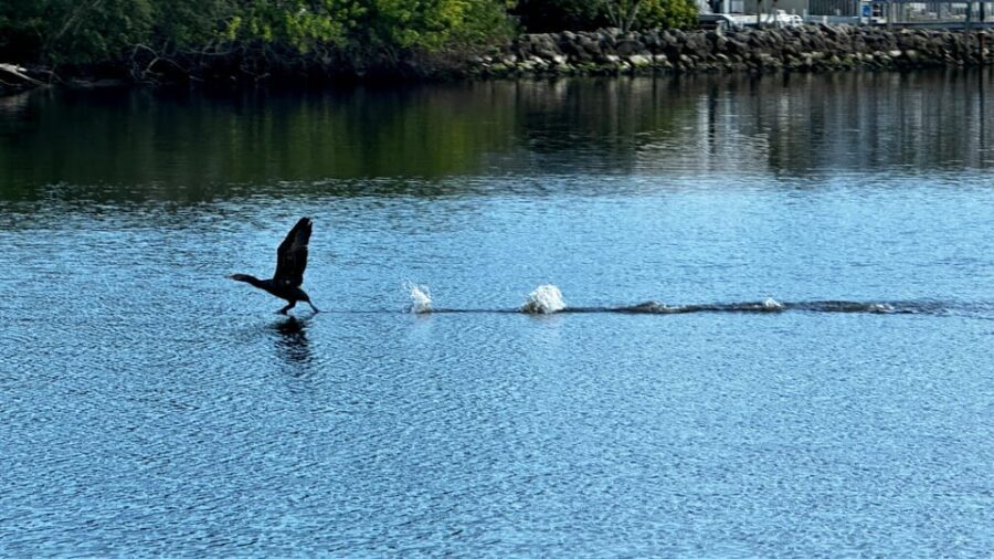 Daytona Beach: Coastal Discovery Cruise - Exploring the Intracoastal Waterway