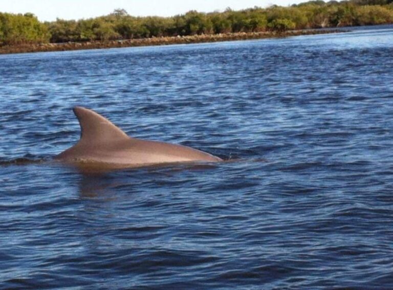 Daytona/New Smyrna Beach: Unforgettable Kayak Wildlife tours - The Value of the Experience