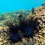 DE Huatulco Secret Reefs Snorkeling Tour DE Huatulco - Who is This Tour Best For?