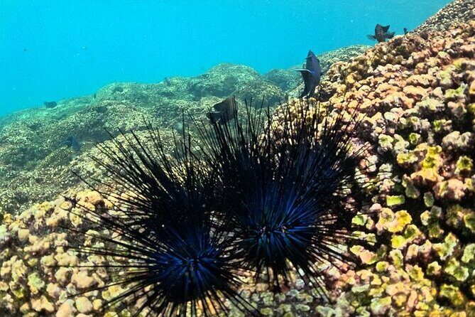 DE Huatulco Secret Reefs Snorkeling Tour DE Huatulco - Who is This Tour Best For?