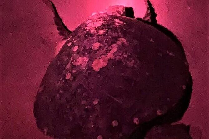 DE rismo and Night Monitoring of Sea Turtles - What Travelers Are Saying (Based on Reviews)