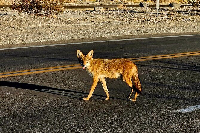 Death Valley Adventure Trip Barren Beauty and Natural Wonders - The Journey Through Death Valley: An In-Depth Look