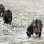 Deluxe Grizzlies and Culture Tour in Campbell River - Practical Details and Value