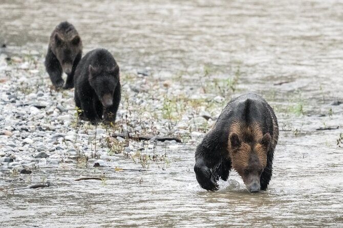 Deluxe Grizzlies and Culture Tour in Campbell River - Practical Details and Value