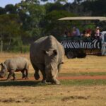 Deluxe Safari Adventure at Werribee Open Range Zoo - excl. entry - What to Expect from the Safari Tour