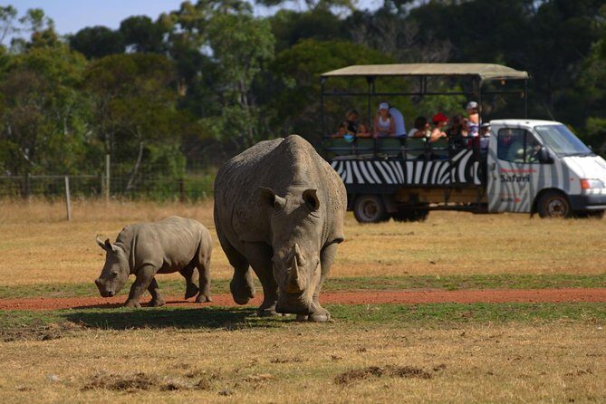 Deluxe Safari Adventure at Werribee Open Range Zoo - excl. entry - What to Expect from the Safari Tour