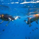 Deluxe Snorkel and Wildlife Cruise in Waikiki - Who Is This Tour Perfect For?