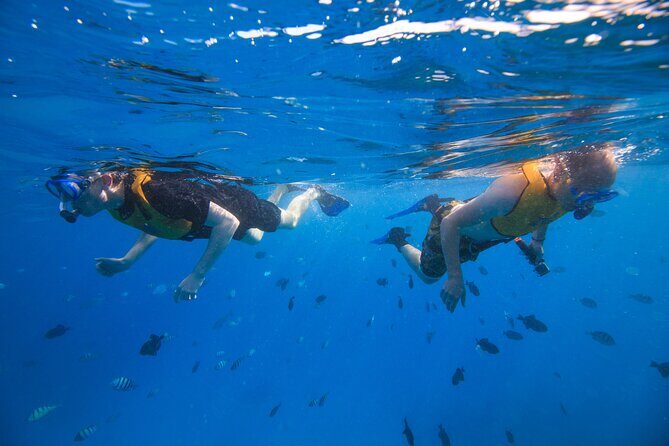 Deluxe Snorkel and Wildlife Cruise in Waikiki - Who Is This Tour Perfect For?