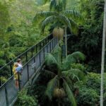 Deluxe Springbrook & Mt Tamborine Glow Worms and famous Skywalk - Key Points