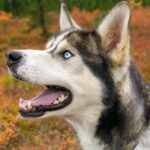 Denali: 1 Hour Tundra Walk With Free Running Sled Dogs - An Honest Look at the Experience
