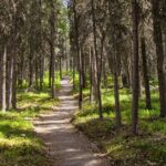 Denali Nature Hike - The Value of Guided Education