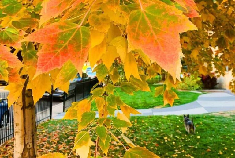 Denver City Highlights Tour - The Practical Details