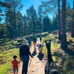 Denver: Llama Hike in the Rocky Mountains - The Scenic Trail and Views