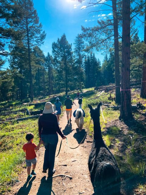 Denver: Llama Hike in the Rocky Mountains - The Scenic Trail and Views