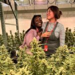 Denver: Private Luxury Cannabis Tour - The Itinerary: What to Expect